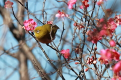 戯れるメジロ４