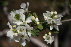 植物園から「利休梅」３