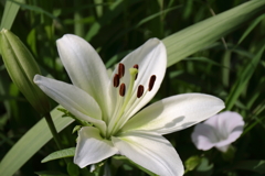 花散歩ニワシロユリ1