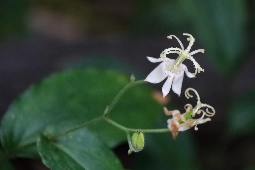 里山花散歩ヤマホトトギス