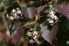 ナンキンハゼ実る２