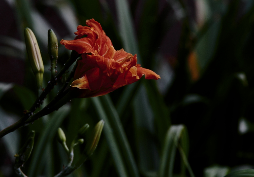 ヤブカンゾウ一本