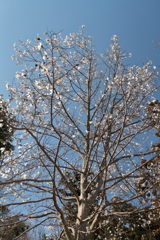 花散歩コブシ2