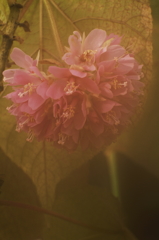 植物園の花達　ドンベア