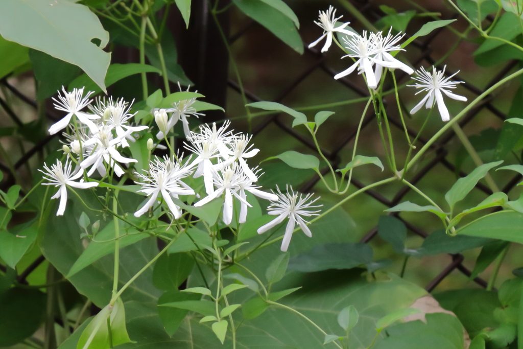 草むらに咲く２