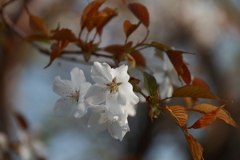 花散歩山桜3