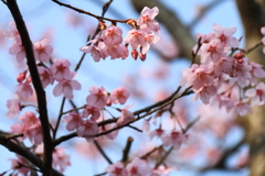 花散歩オカメザクラ?1