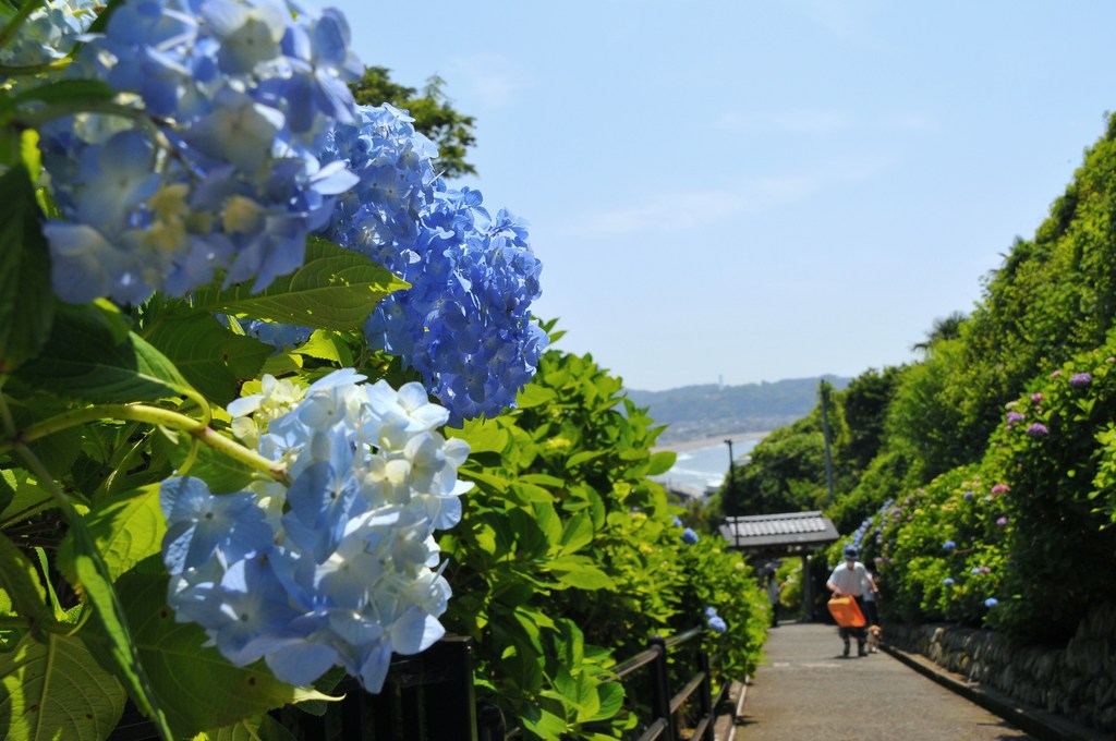あじさいの咲く坂道