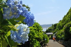 あじさいの咲く坂道