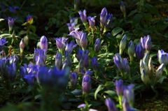 リンドウの咲く頃