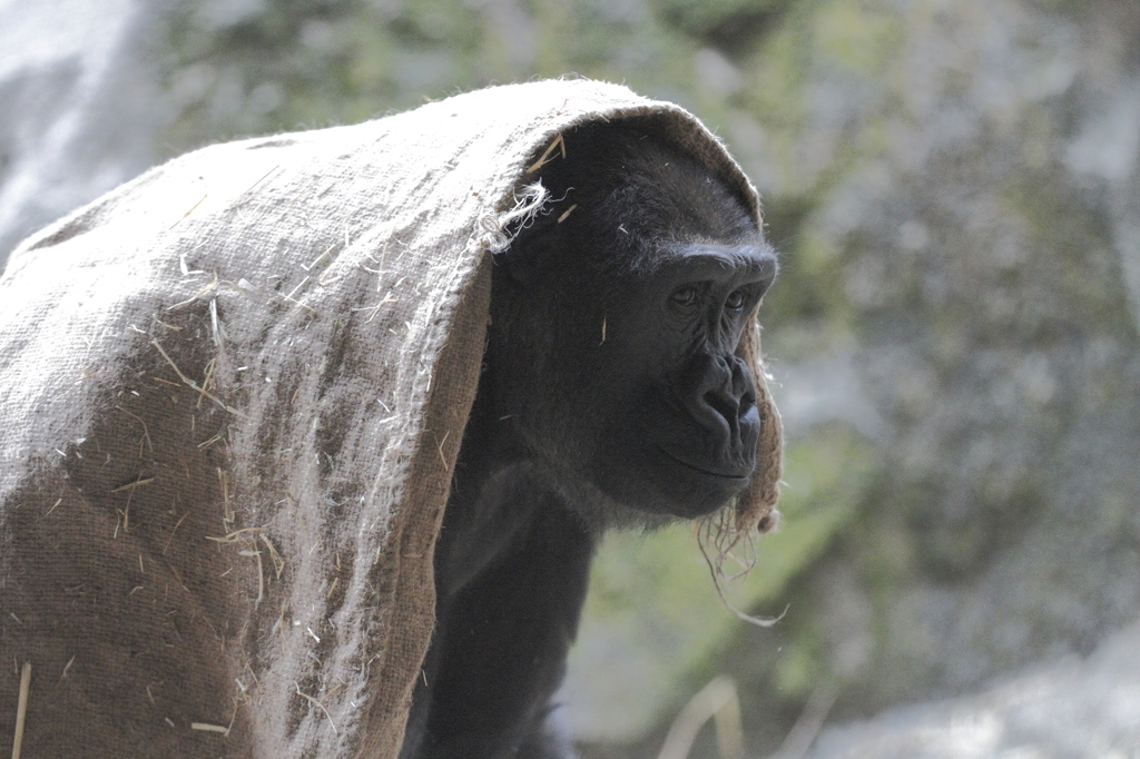 めっきり寒くなりましたねェ