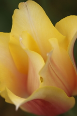 チューリップ2016　12