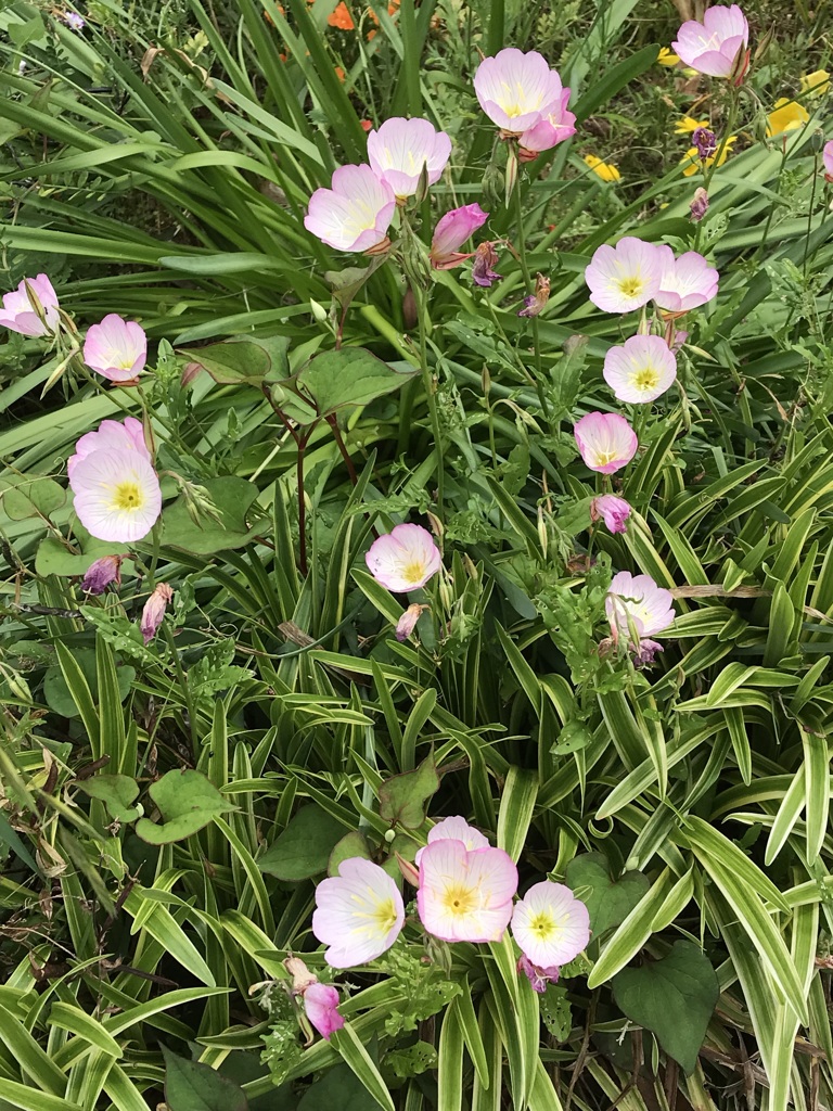 花散歩ヒルザキツキミソウ