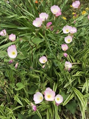 花散歩ヒルザキツキミソウ