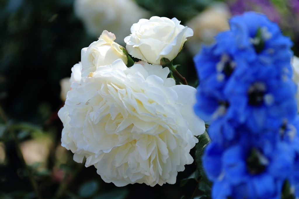 ヨコハマローズウィーク　レッチフィールド・エンジェル