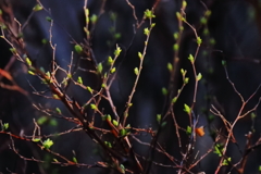 花散歩芽吹くユキヤナギ２