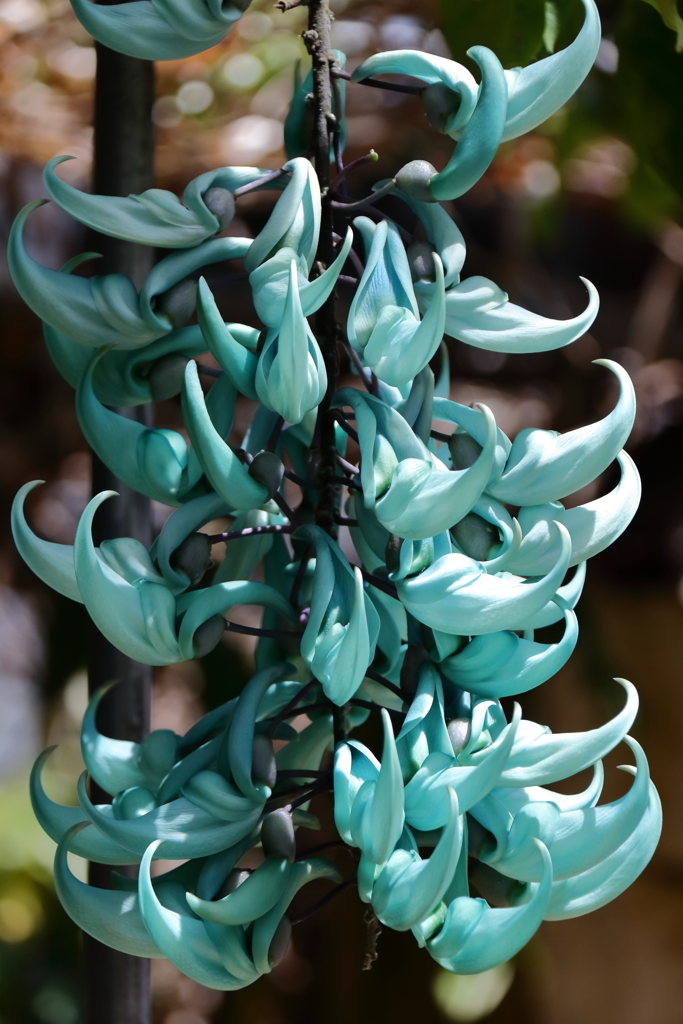 植物園にて　ヒスイカズラ