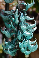 植物園にて　ヒスイカズラ