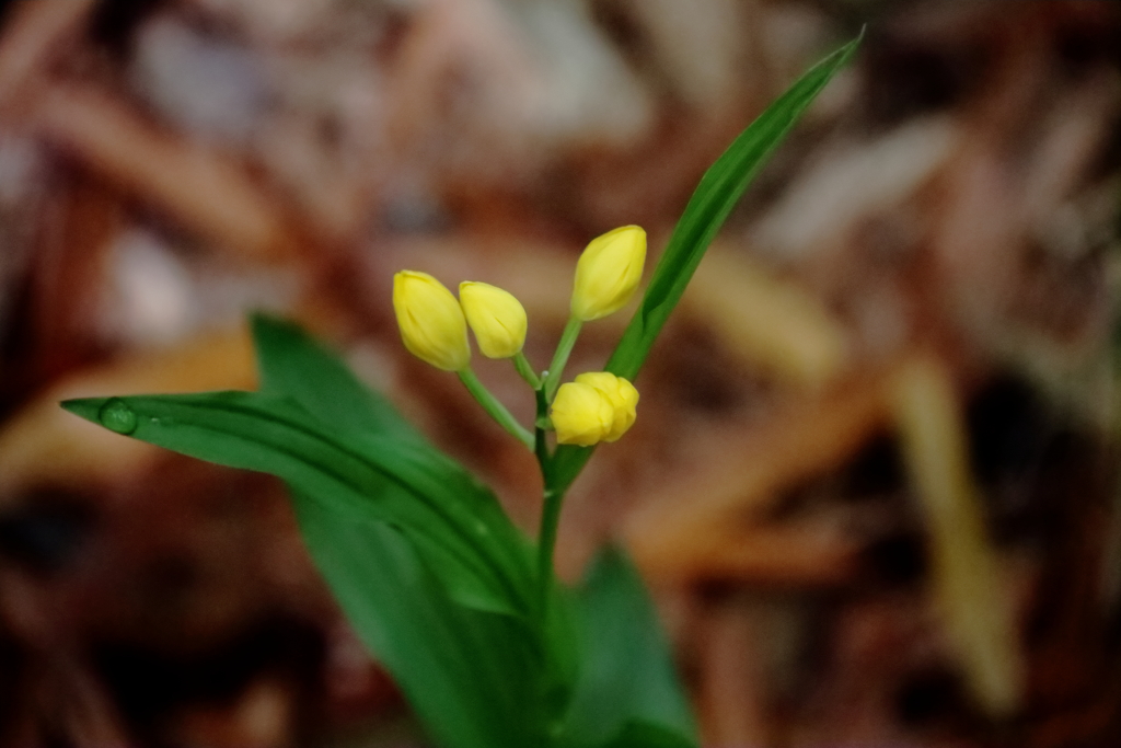 間もなく開花キンラン２
