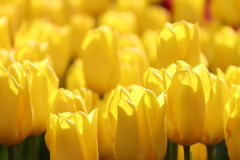 黄色の微笑み２