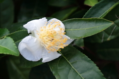 花散歩お茶の花２