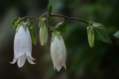 ホタルブクロ白