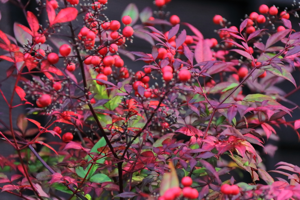 葉も実も真っ赤