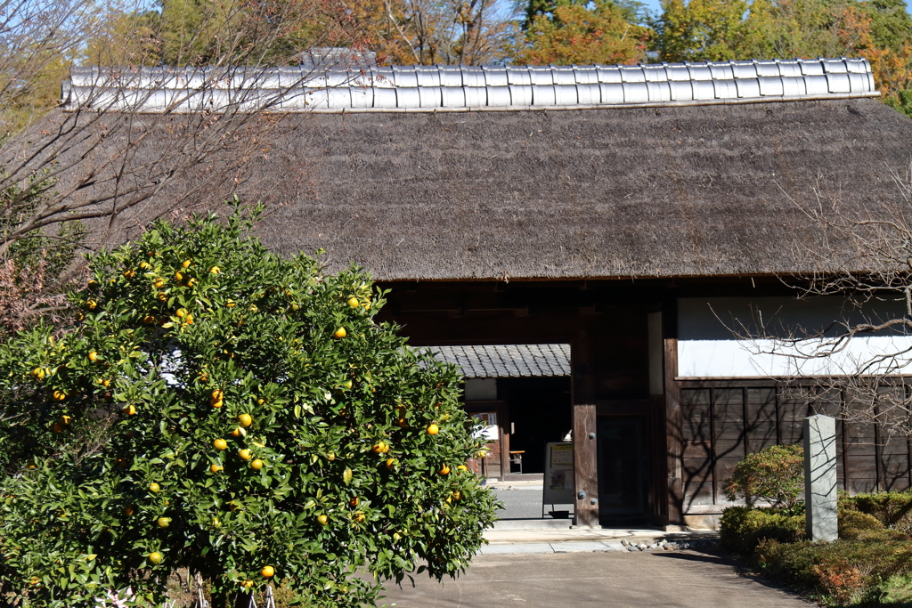 蜜柑実る長屋門
