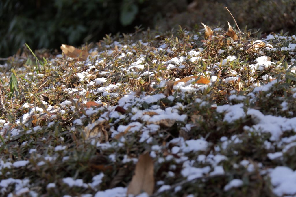 春の淡雪１