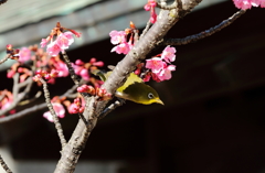 河津桜に誘われて２