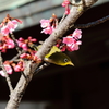 河津桜に誘われて２