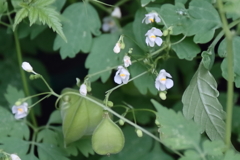 花散歩フウセンカズラ２