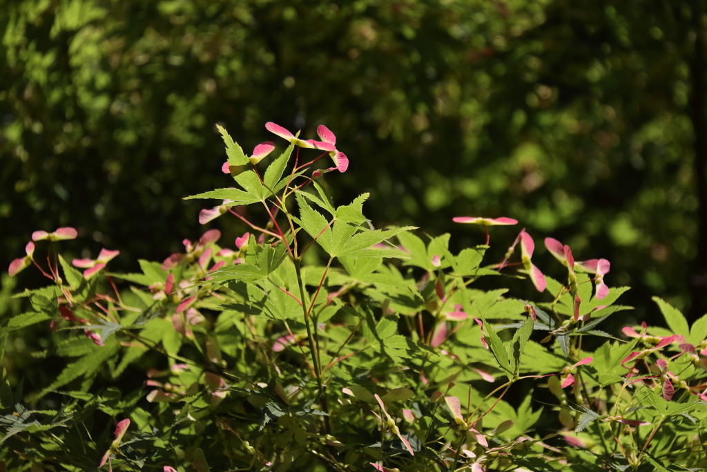 花散歩若モミジ２