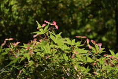 花散歩若モミジ２