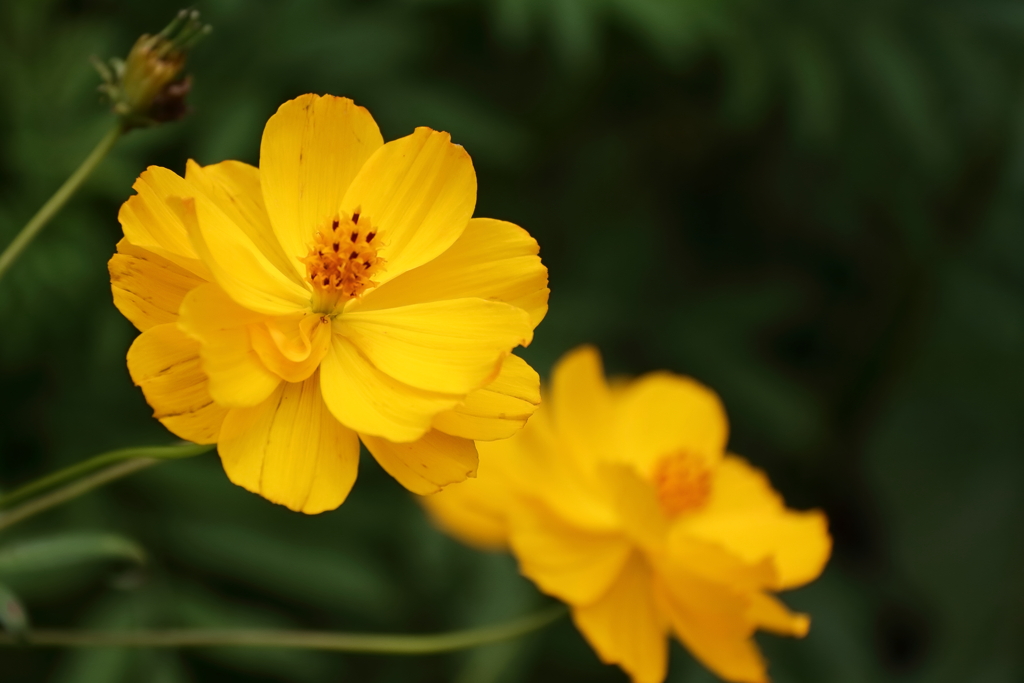 キバナコスモスが１