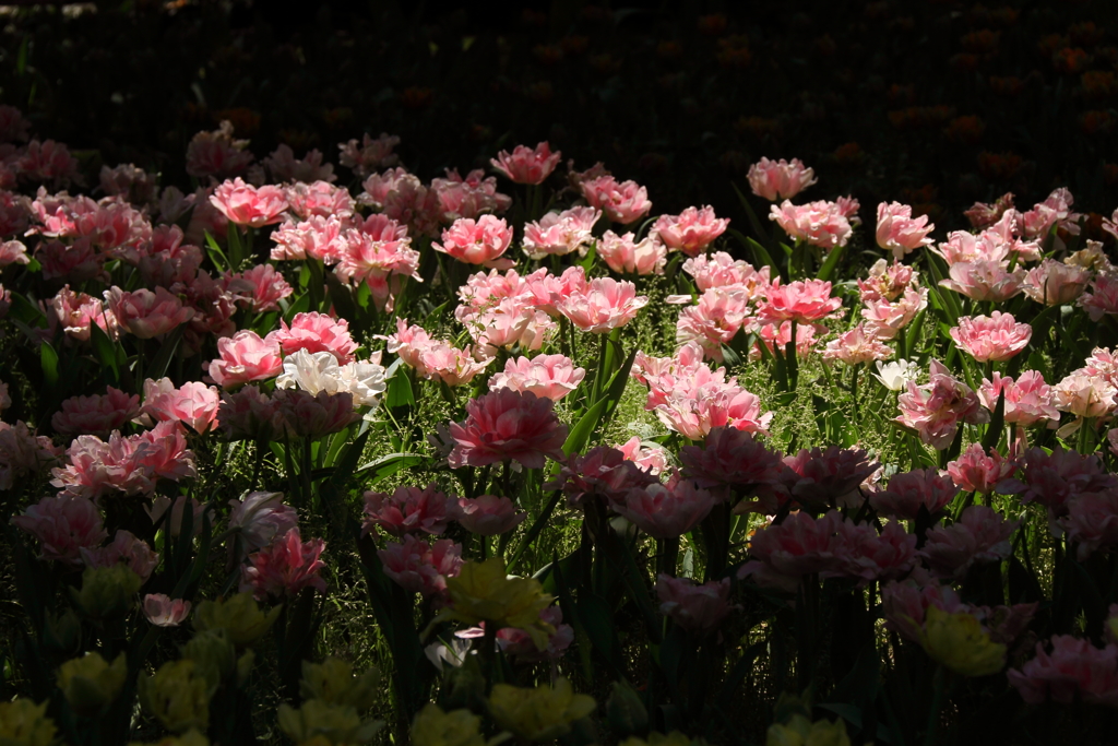 真昼のスポットライト