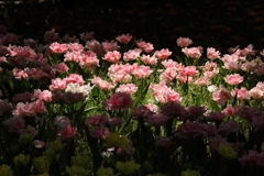 真昼のスポットライト