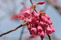 寒緋桜ほころぶ２