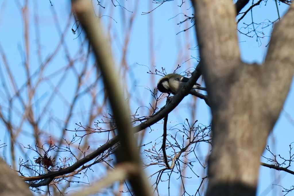 散歩道の野鳥１