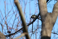 散歩道の野鳥１