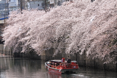観桜船３
