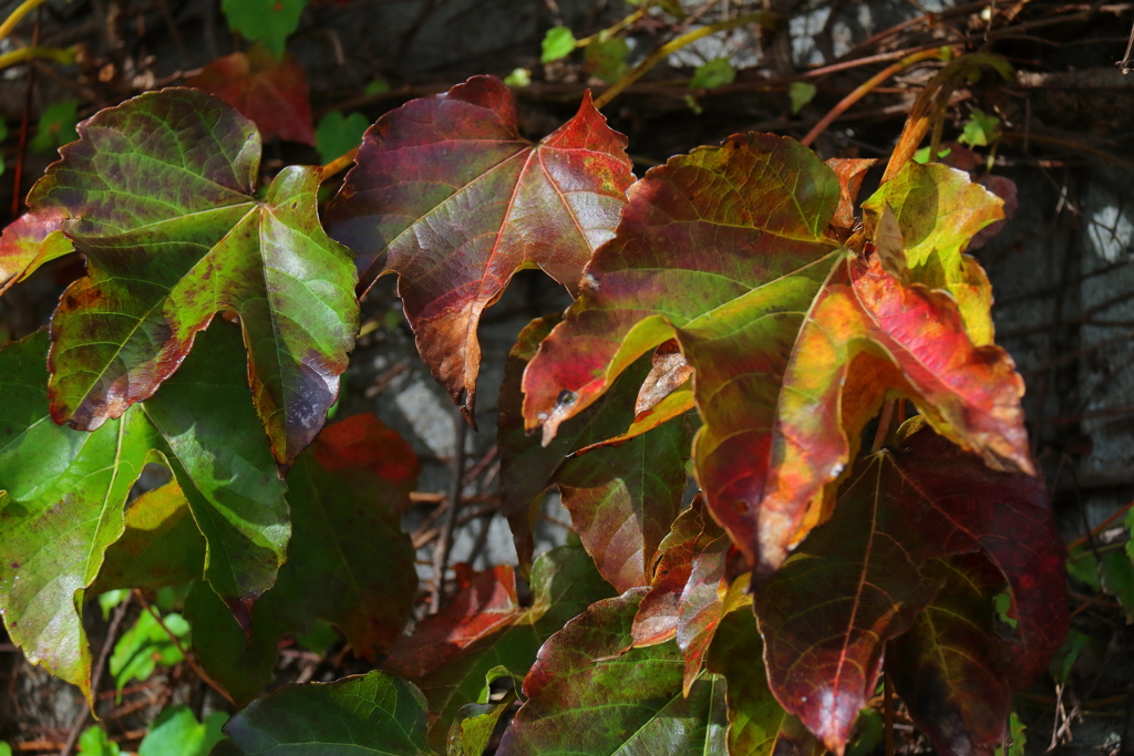 壁際の紅葉