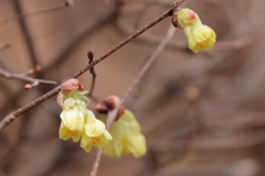 ヒュウガミズキ開花３