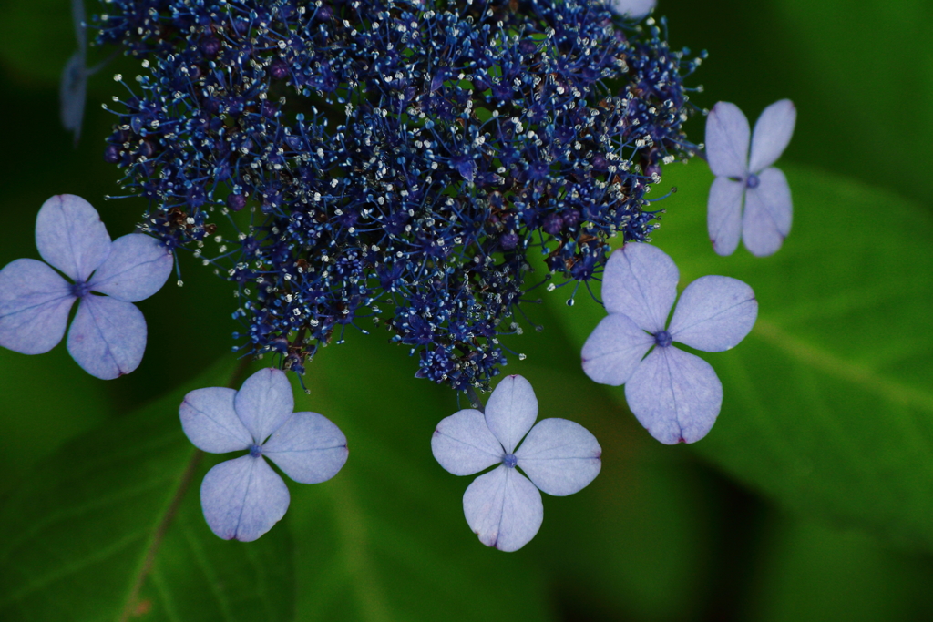 里山に咲く紫陽花３