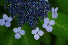 里山に咲く紫陽花３