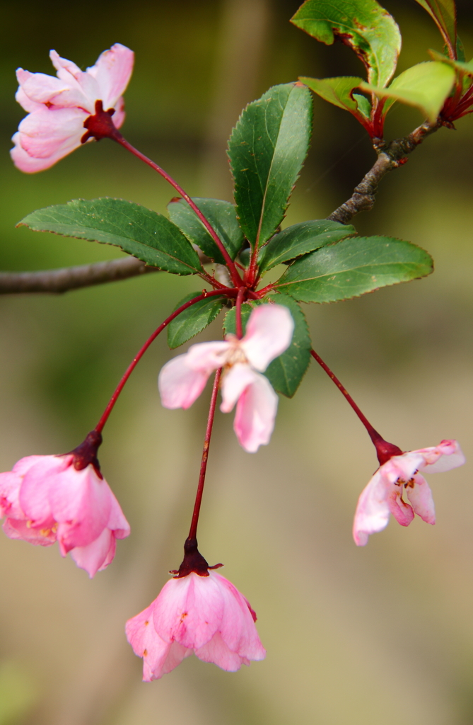 線香花火咲く