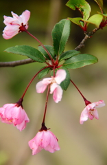 線香花火咲く