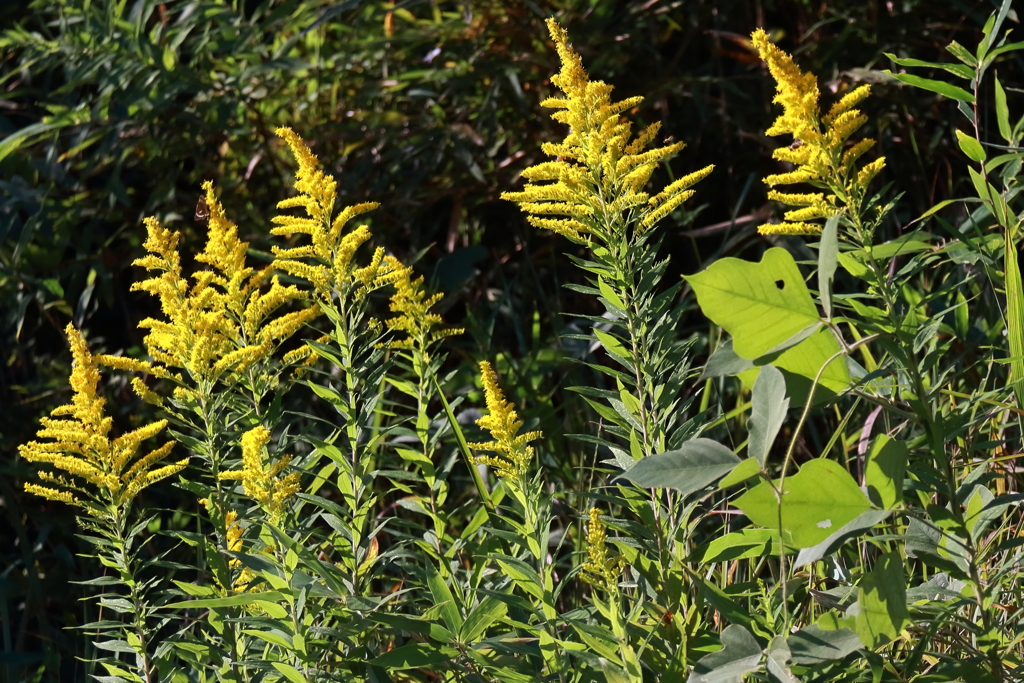 セイタカアワダチソウ１