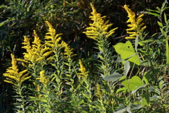 セイタカアワダチソウ１