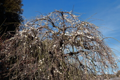 花散歩枝垂れ白梅（高砂枝垂）